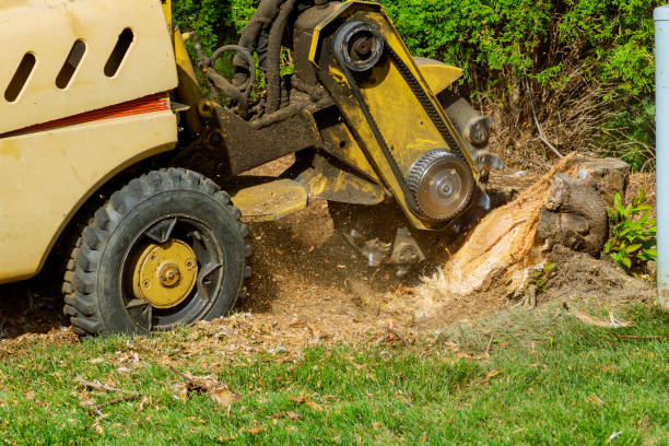 How Our Tree Care Process Works  in  Golden Shores, AZ